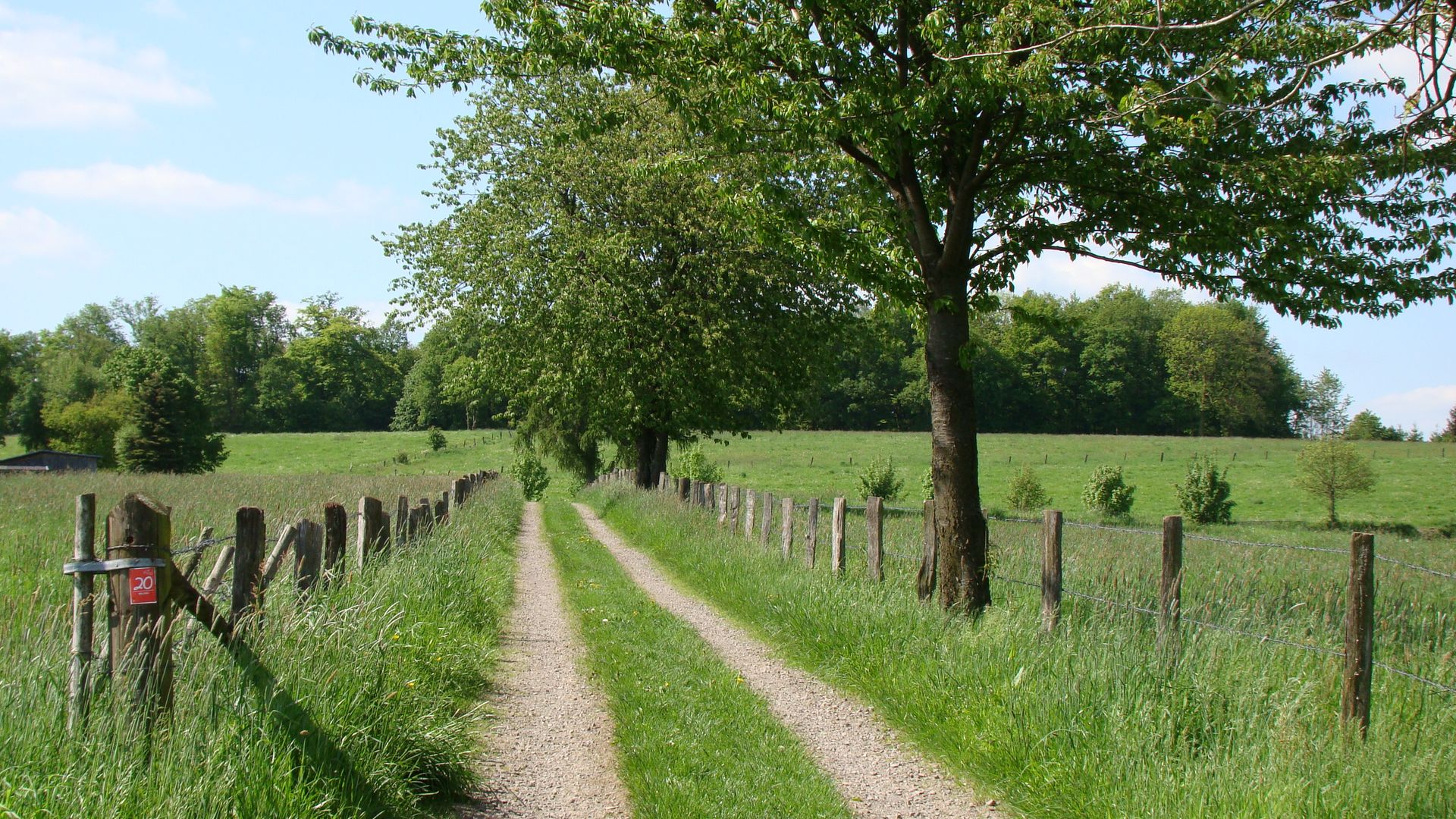 Ein Feldweg führt zwischen Wiesen hindurch, die am Wegesrand mit einem Zaun abgesteckt sind. Am rechten Wegesrand steht ein Baum mit grünen Blättern und der Himme im Hintergrund ist blau.