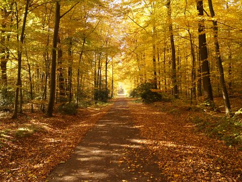 Ein Wanderweg führt durch einen hestlichen Laubwald