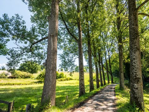 Eine Allee von Bäumen, durch die ein Weg führt