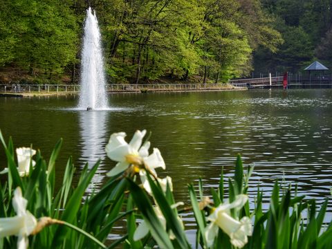 Blick über weiße Blumen vorne im Bild zu einer Wasserfontäne in einem großen Teich. Im Hintergrund stehen Bäume.