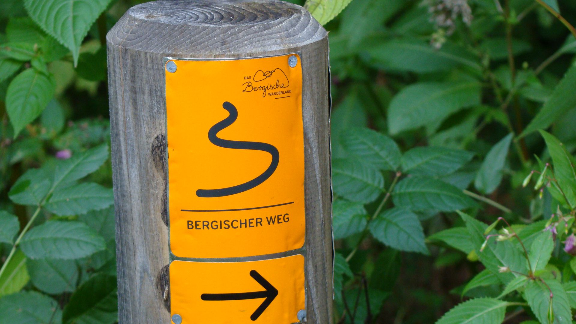 Orangefarbenes Markierungszeichen vom Bergischen Weg auf einem Holzpfosten vor den Blättern eines Strauches. 