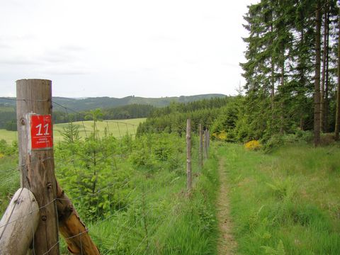 Am Waldrand führt ein schmaler Wanderweg entlang. Rechts beginnt der Wald, links vom Weg wachsen in einem eingezäunten Bereich kleine Bäume. An einem Zaunpfahl ist das rote Markierungszeichen des Feuer und Flamme-Wegs angebrcht.
