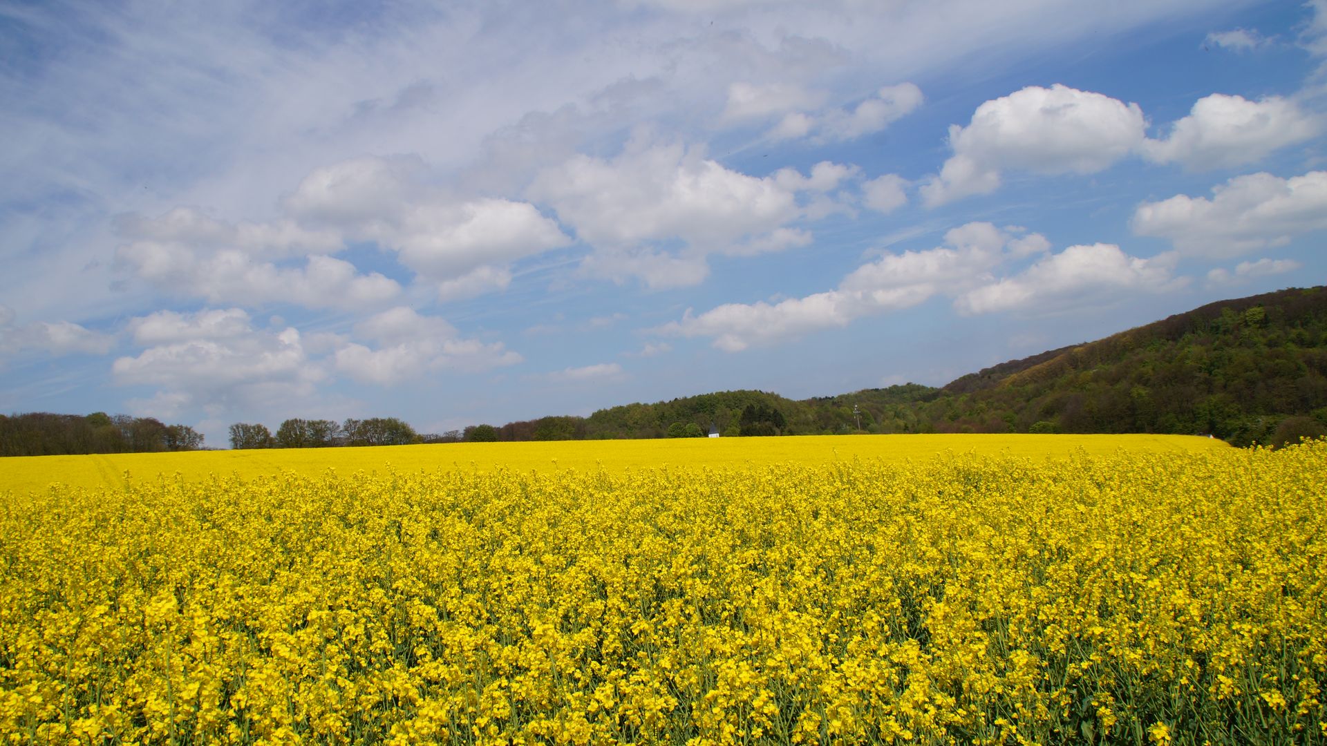 Geld blühendes Rapsfeld mit Hügeln und Wald im Hintergrund.