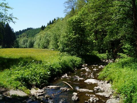 Zwischen grünen Wiesen, auf denen Löwenzahn blüht, fließt ein keiner Bach. Der Himmel ist blau und rechts im Bild beginnt ein Wald mit grünen Laubbäumen.