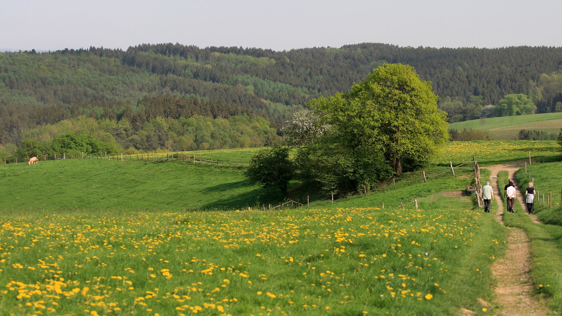 Eine kleine Wandergruppe wandern über einen Wiesenweg auf eine Baumgruppe zu. Auf der Wiese wachsen gelbe Löwenzahnpflanzen