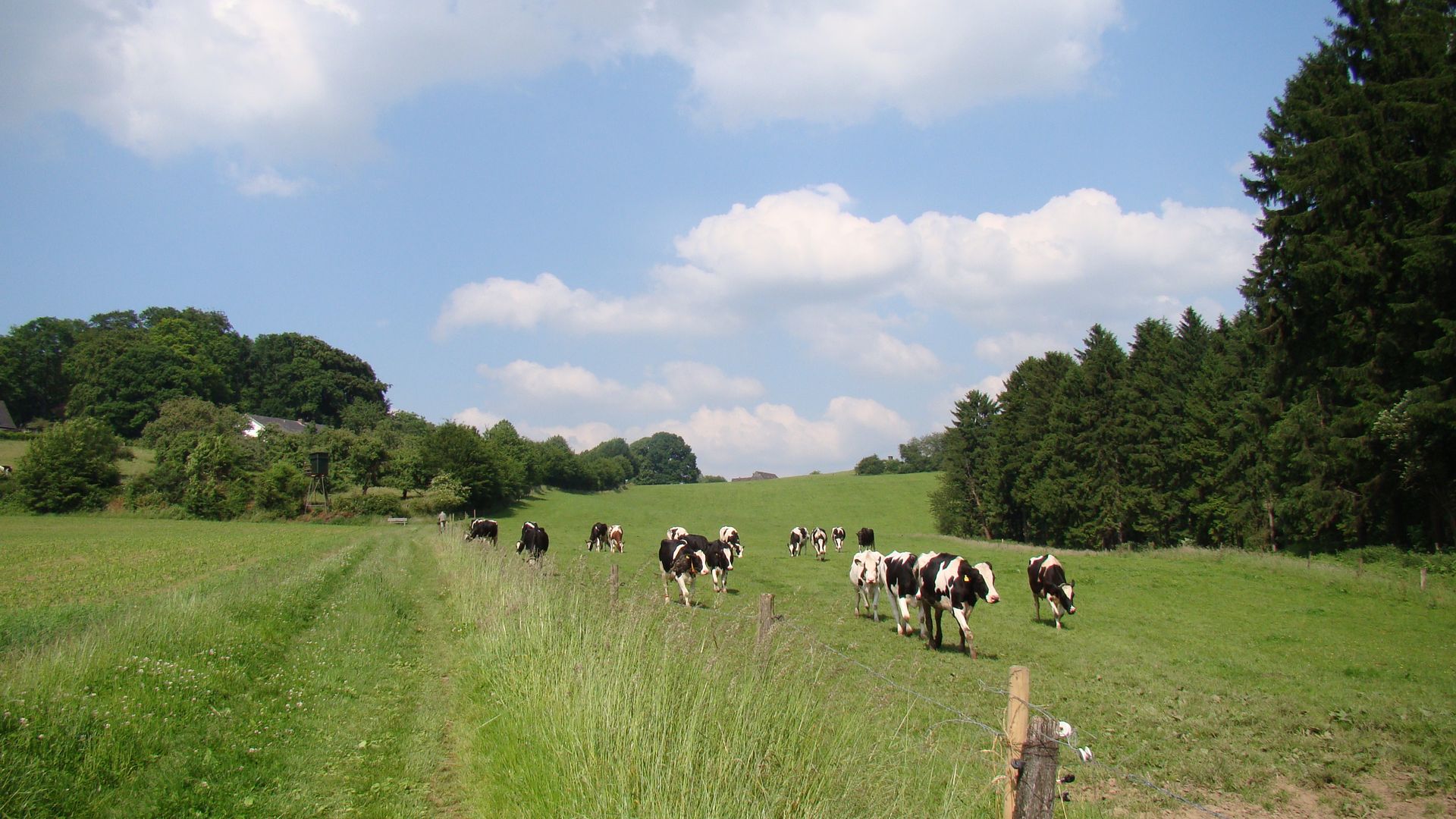 Wanderweg der über eine Wiese führt. Rechts vom Weg grasen schwarz-weiße Kühe hinter einem Zaun. 