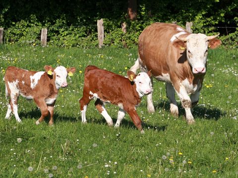 Eine braun-weiße Kuh steht mit 2 Kälbchen auf der Wiese. 