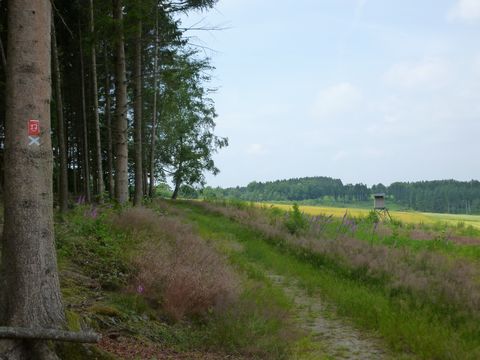 Zwischen einem Feld auf der rechten Seite des Bildes und einem Wald, der links im Bild beginnt, führt ein Feldweg entlang.