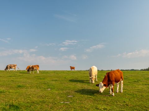 Auf einer großen grünen Wiese stehen 5 braune Kühe und grasen. Der Himmel ist blau.