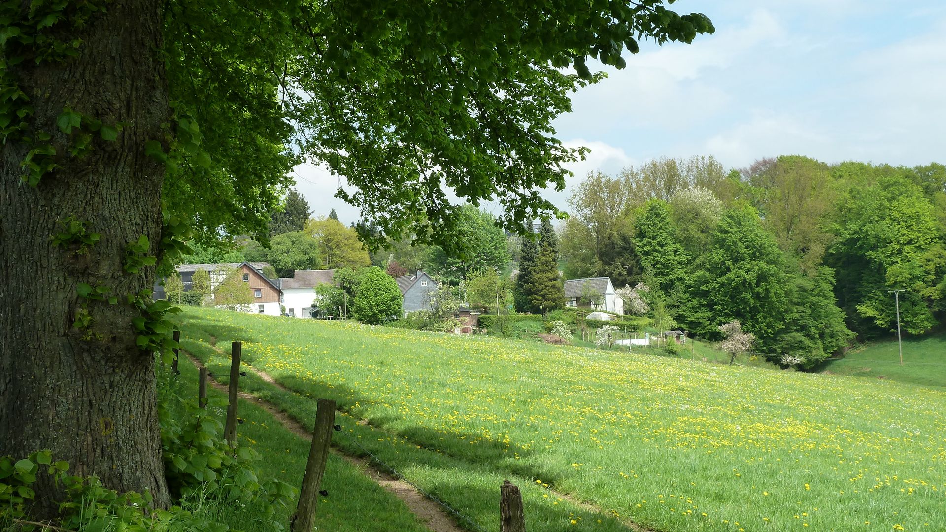 Ein schmaler Wanderpfad führt vorbei an einem dicken Baum und auf der anderen Seite einer grünen Wiese mit vielen gelben Blumen.