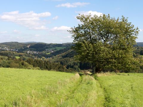 Blick auf einen Baum der auf einer Wiese steht