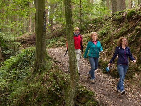 drei Wanderer laufen auf einem Pfad im Wald bergab