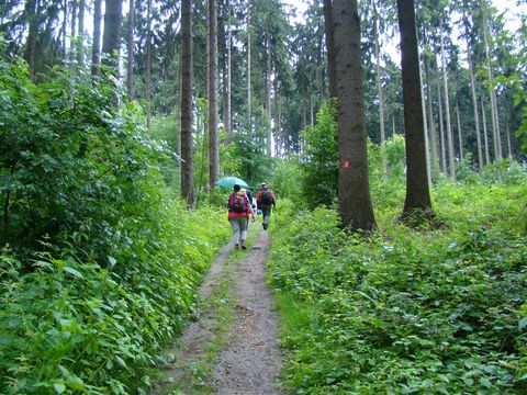 Auf einem schmalen Pfad durch einen viel bewachsenen Wald wandert eine Gruppe. Sie trägt zum Teil Regenschirme, weil es regnet.