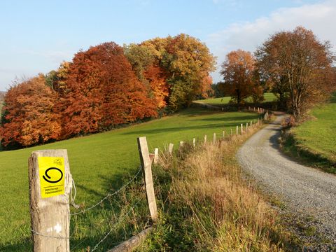 Ein Holzpfosten mit einem gelben Markierungszeichen vom Bergischen Panoramasteig steht links von einem geschotterten Wanderweg der in Kurven über eine Wiese zu herbstlichen Bäumen führt. 