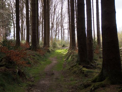 Ein schmaler Wanderweg verläuft durch den Wald zwischen Baumstämmen hindurch. 