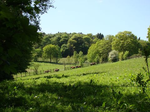 Blick auf eine Wiese mit Laubbäumen. 