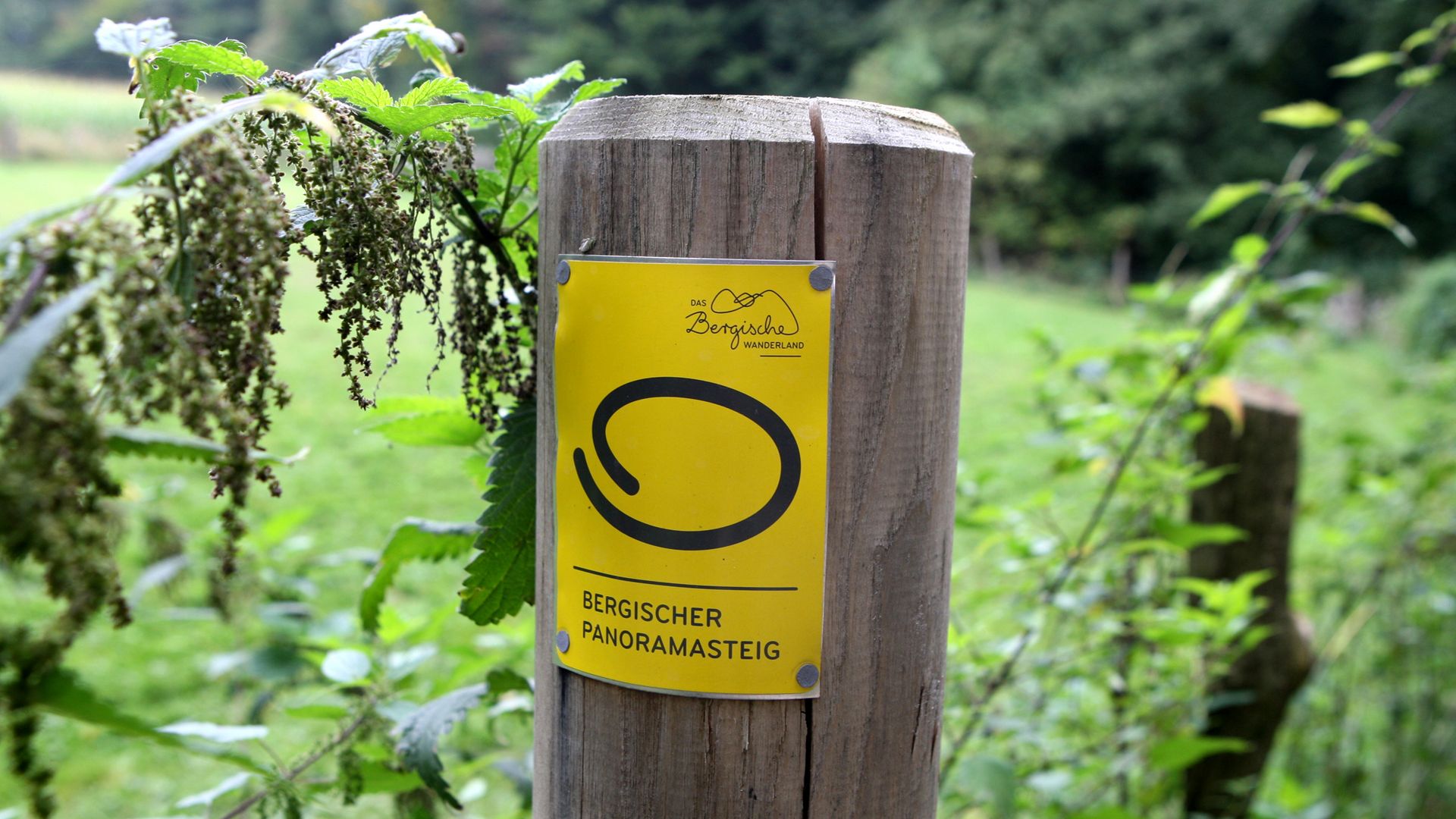 ein gelbes Markierungszeichen hängt an einem Holzpfosten vor einer Wiese am Waldrand