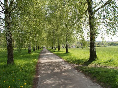 Ein Wanderweg mit Schotter führt unter einer Allee aus Birken durch