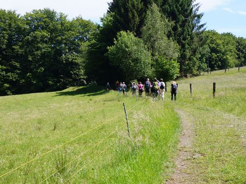 Eine Wandergruppe wandert auf einem Wiesenweg in einen Wald rein