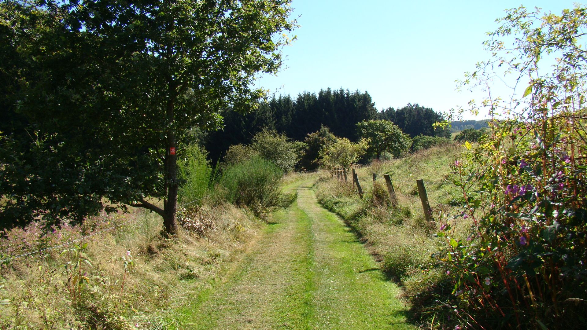 Der Wanderweg verläuft über eine Wiese. Links und rechts vom Weg steht jeweils ein Stacheldrahtzaun, hinter dem verschiedene Sträucher wachsen. Der Himmel ist blau.