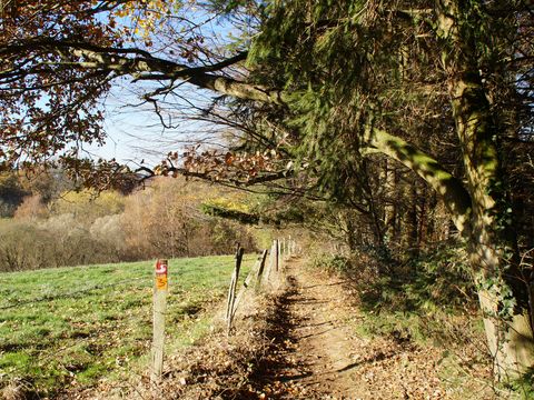 Ein Wanderweg verläuft am Waldrand entlang. Links ist eine Wiese und rechts vom Weg ist Wald. Alles ist herbstlich gefärbt. 