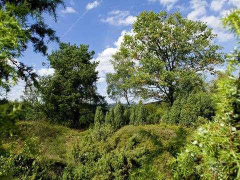 Blick über die Wacholderheide mit vielen grünen Bäumen und Sträuchern