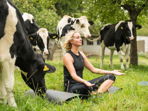 Dame beim Yoga auf der Wiese bekommt Besuch einer schwarz-weißen Kuh