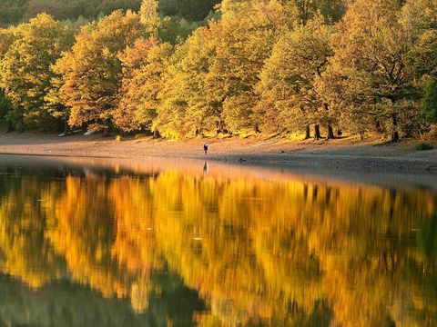 Talsperre im Herbst mit Orangenes Bäumen