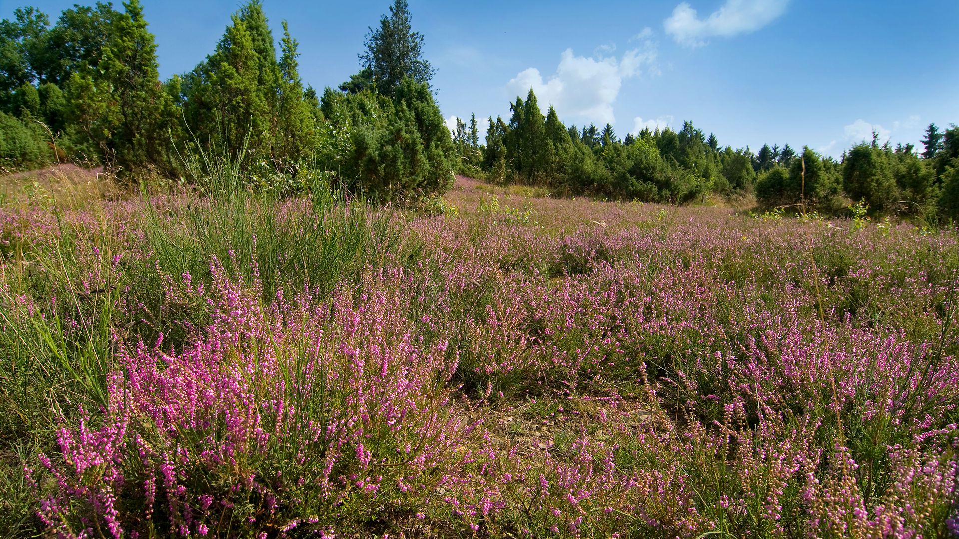 Lila blühende Wacholderheide