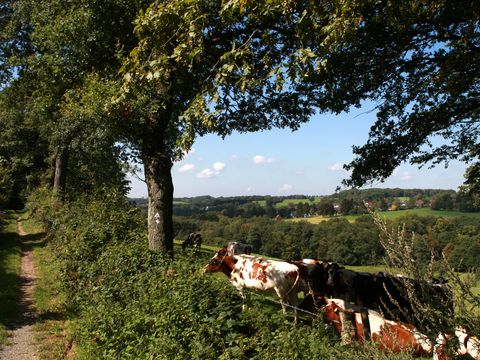 Blick von einem mit Bäumen umrahmten Wanderweg auf eine Wiese mit braun-weißem Kühen. 