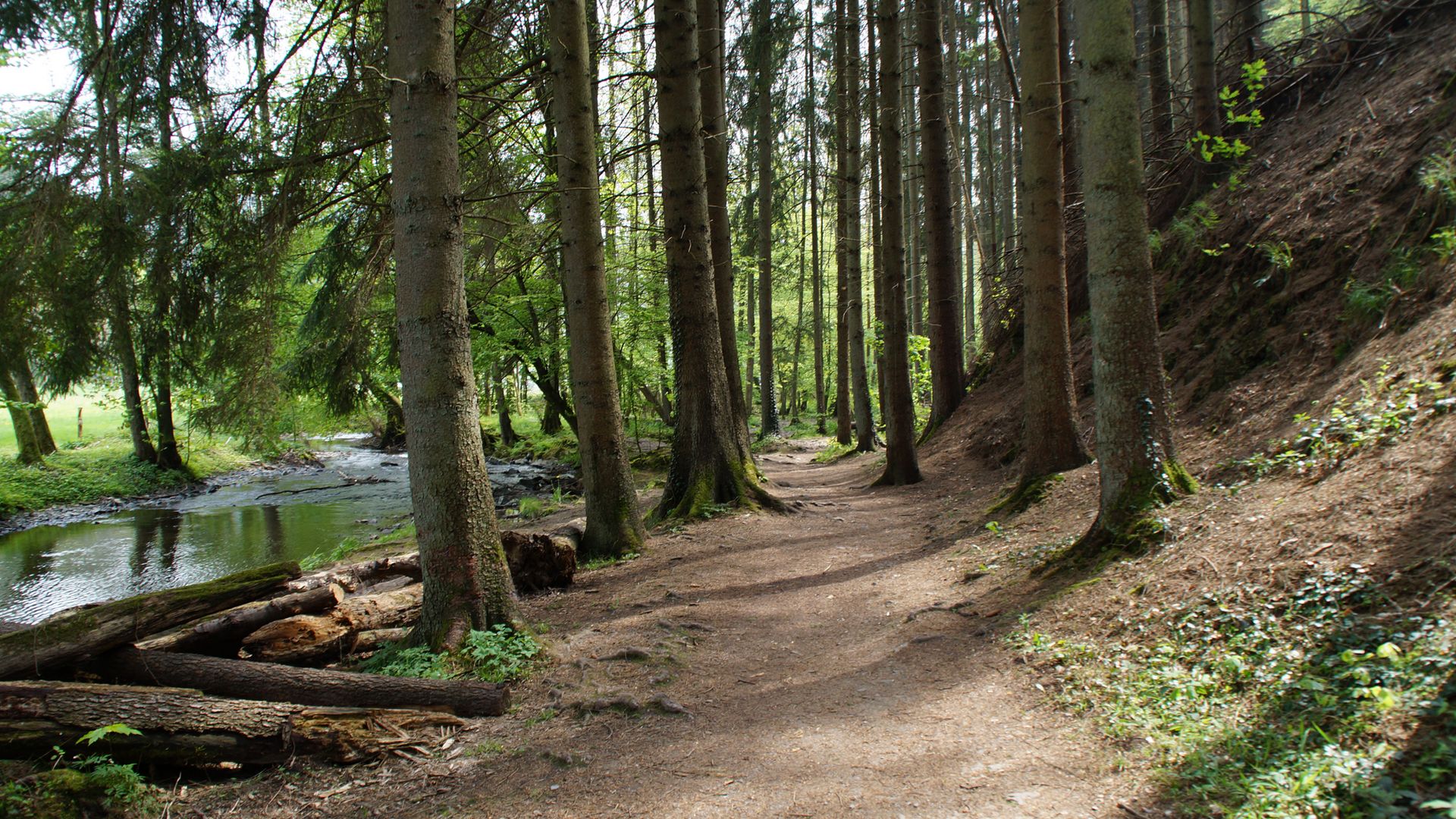 Wanderweg durch den Wald, links fließt der Eifgenbach nebenher