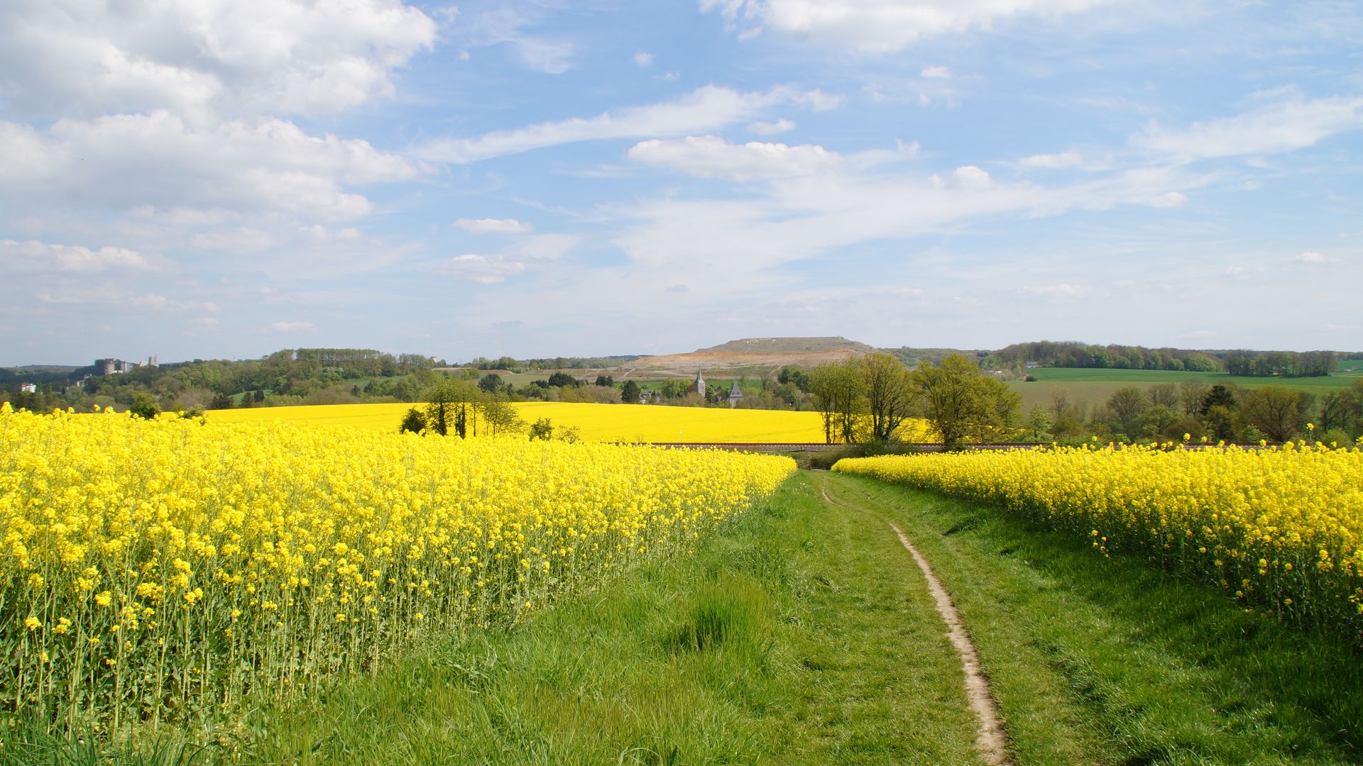 Blick auf einen Wanderweg der durch ein blühendes Rapsfeld führt. Im Hintergrund ist ein weiteres Rapsfeld zu erkennen und einige Gebäude. 