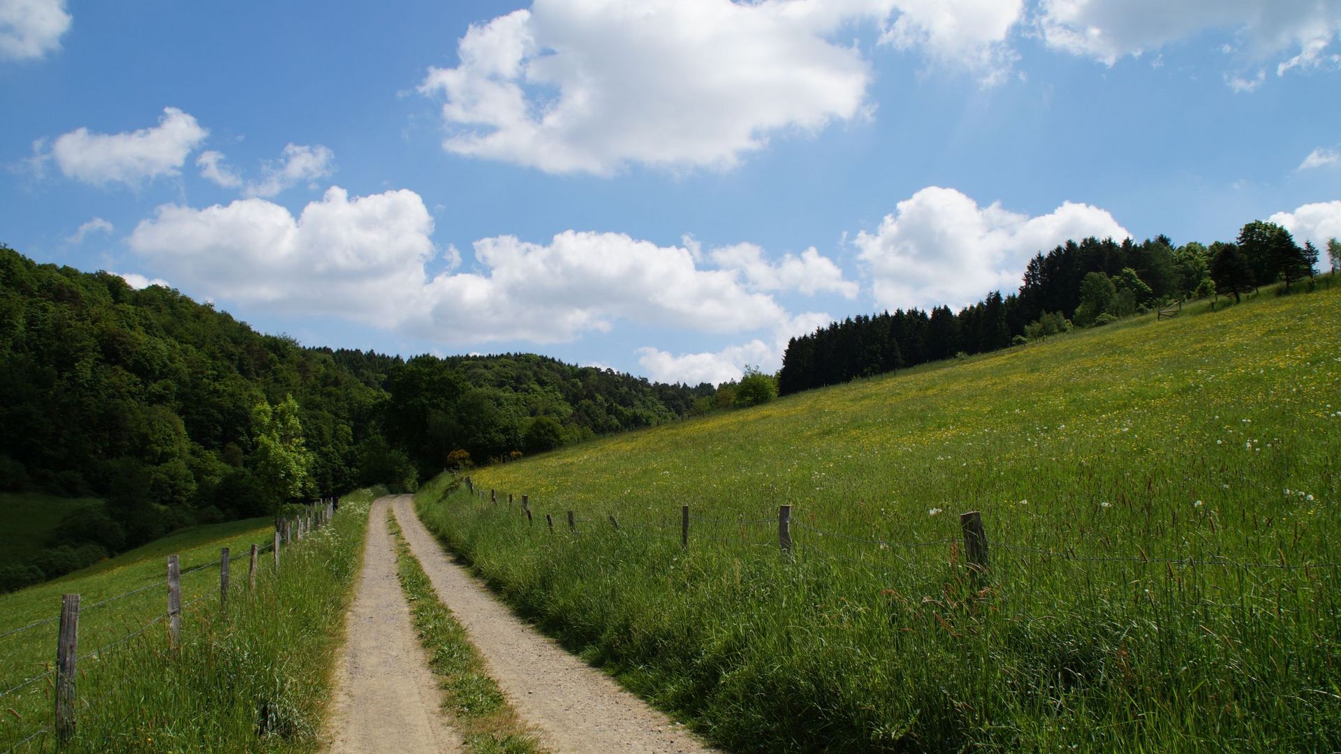 Zwischen zwei großen grünen Wiesen führt ein Feldweg auf einen Wald im Hintergrund des Bildes zu. Der Himmel ist blau und von einzelnen weißen Wolken durchzogen.